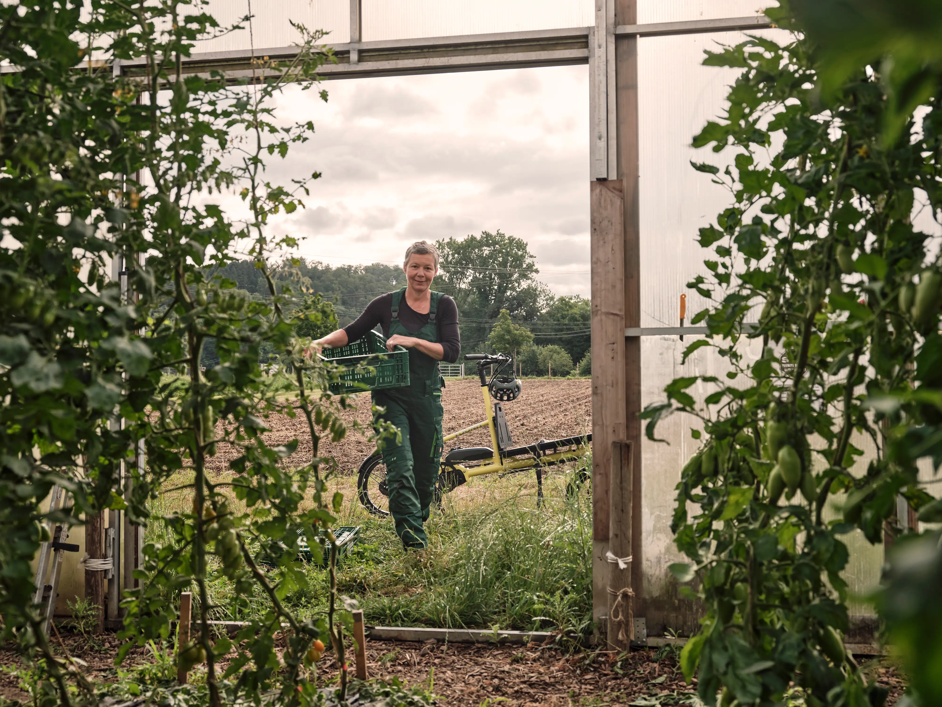 Gärtnerin mit Gemüsekiste betritt Tomatengewächshaus, hinter ihr Lastenrad Gärtnerin mit Gemüsekiste betritt Tomatengewächshaus, hinter ihr Lastenrad